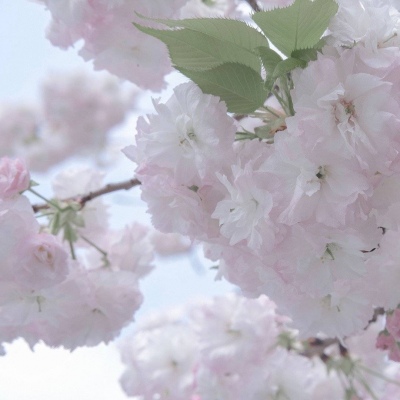 北碚福瑞交流群